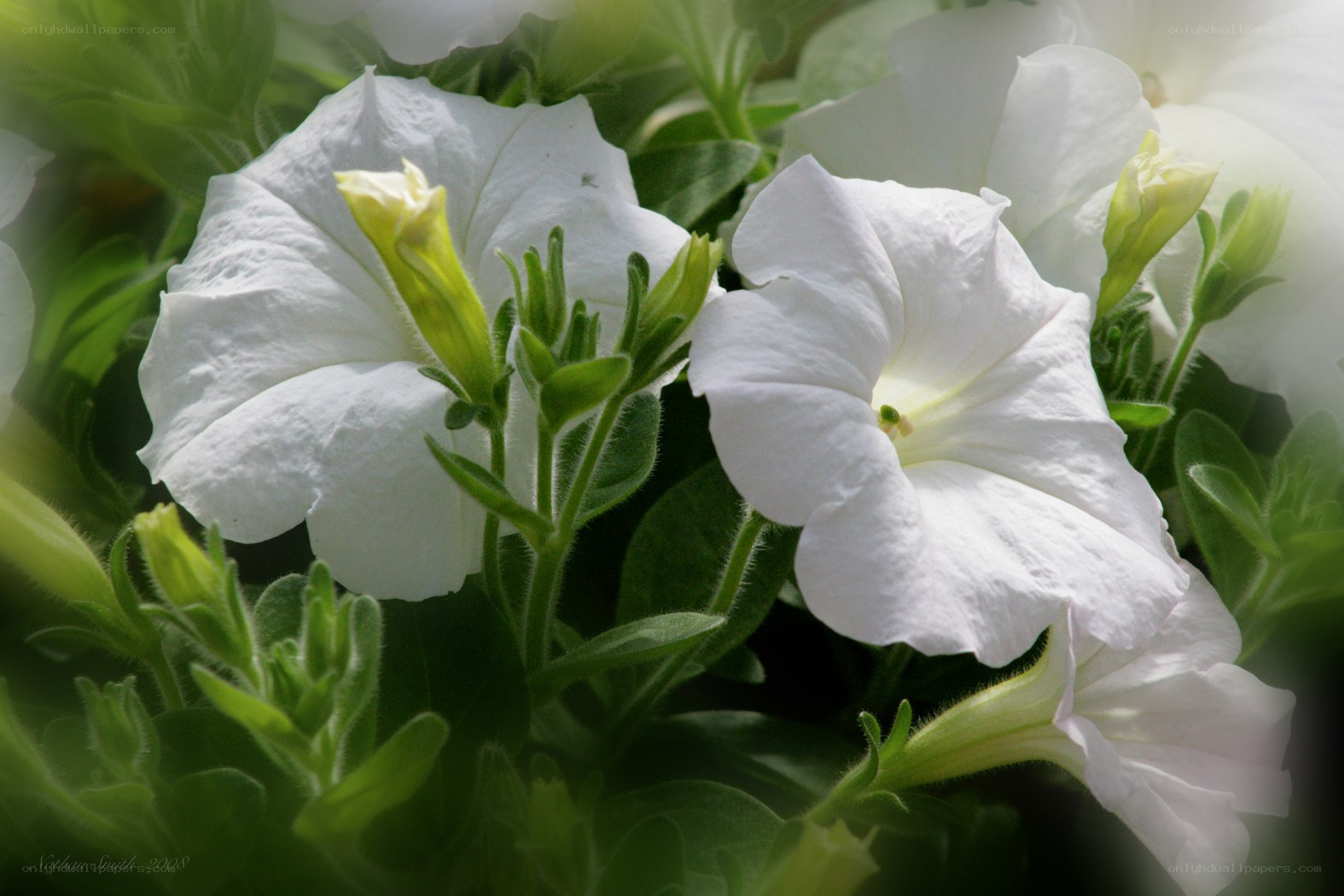 White petunias in bloom