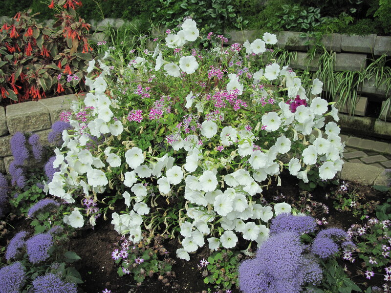 White Petunias in Garden — Calm