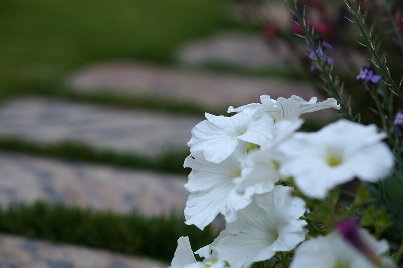 White Petunias in Garden — Serene