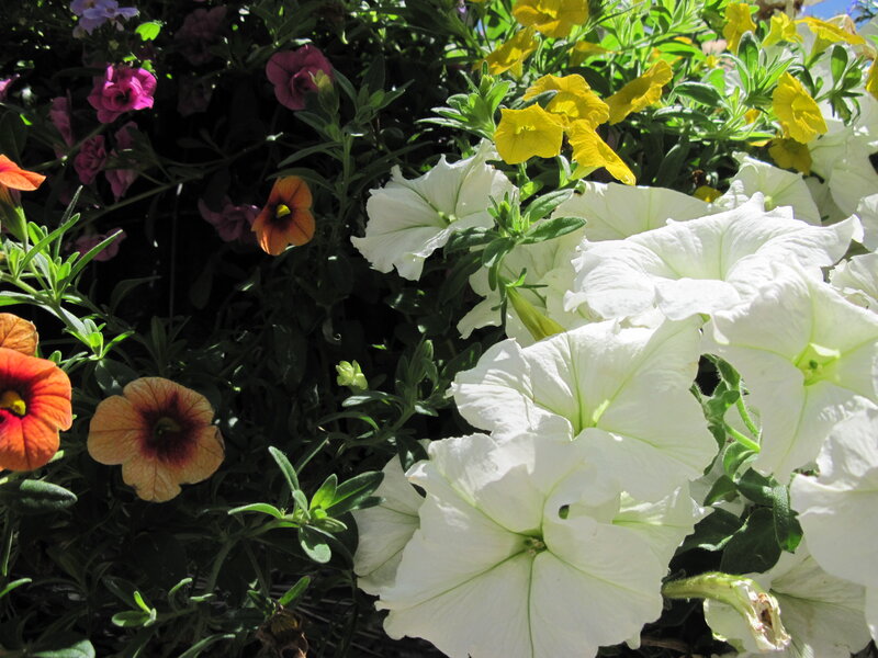 White Petunias in Garden