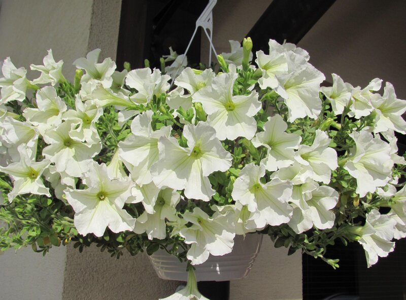 White petunias in hanging basket