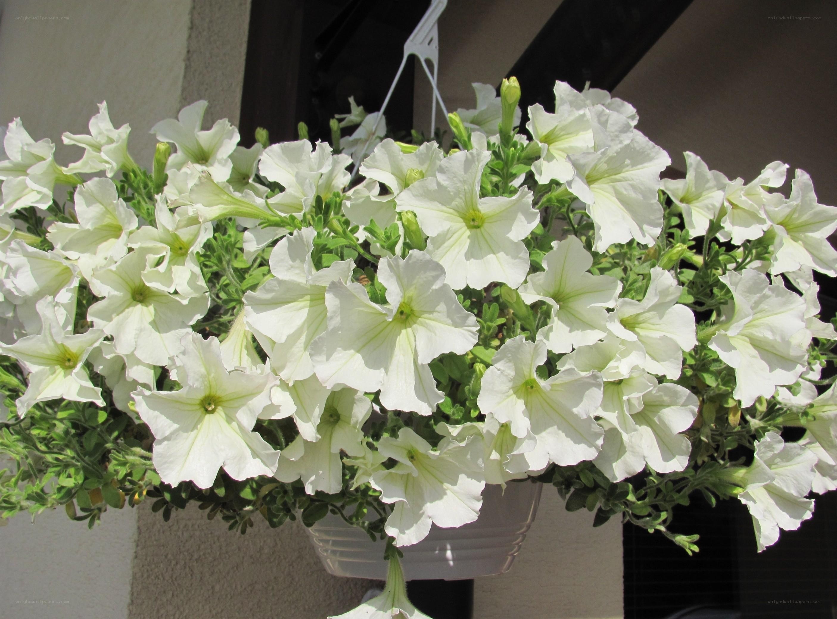 White petunias in hanging basket