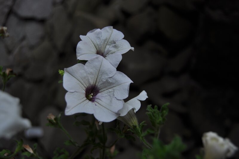 White petunias in shadow