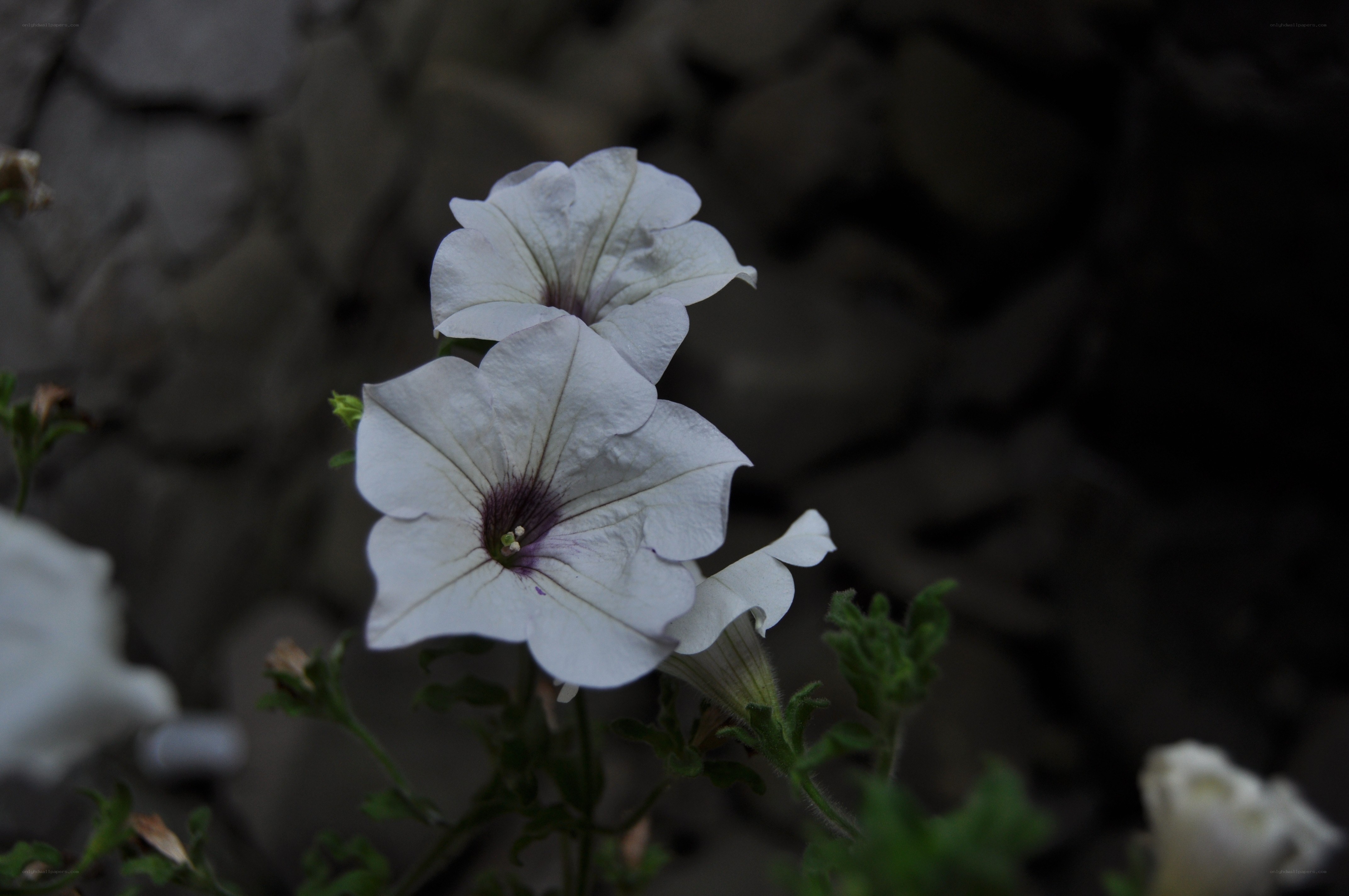 White petunias in shadow
