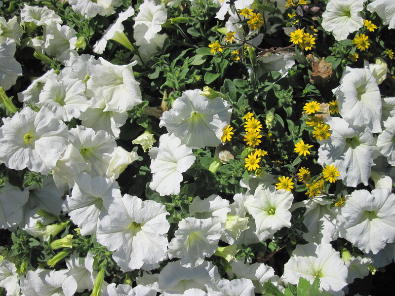 White Petunias with Yellow Flowers