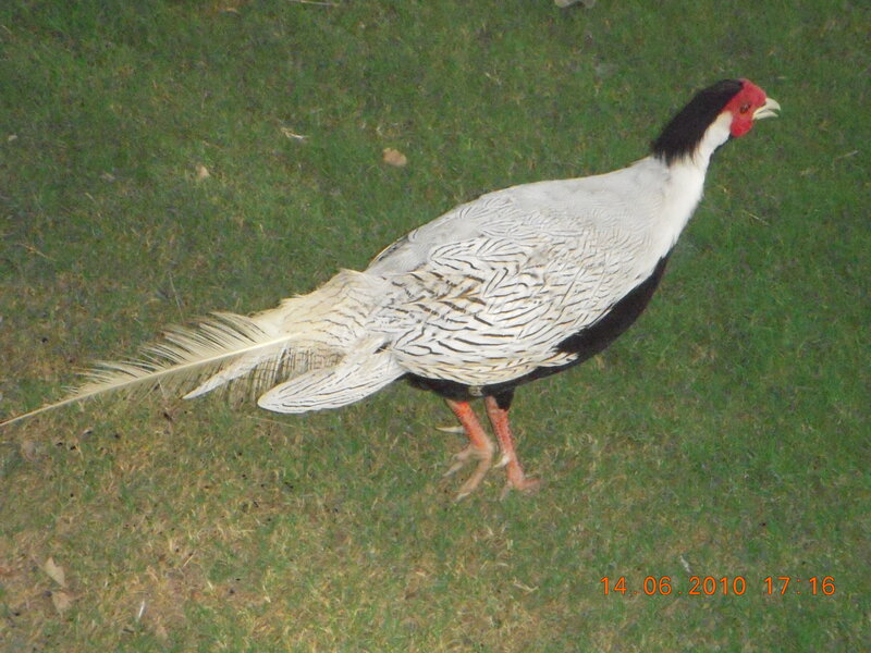 White Pheasant on Grass