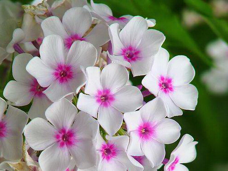 White Phlox Flowers — Calm, Spring