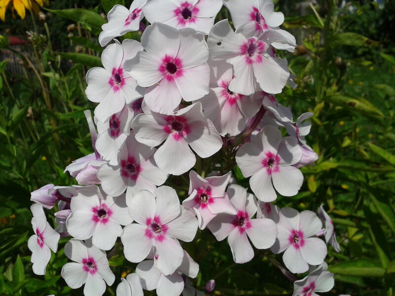White Phlox Flowers — Calm, Summer, Photograph, Green Leaves