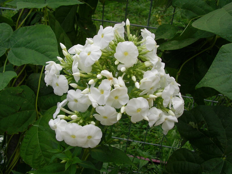 White Phlox Flowers — Calm, Summer, Photograph