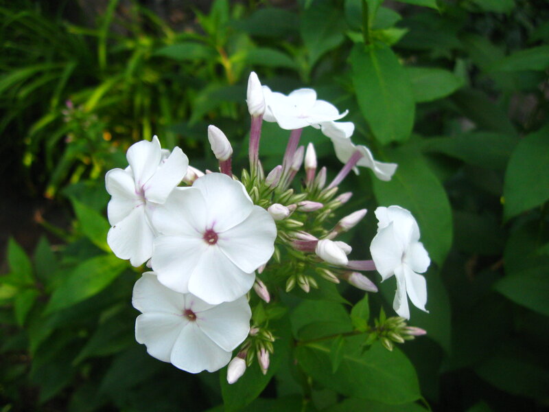 White Phlox Flowers — Calm, Summer