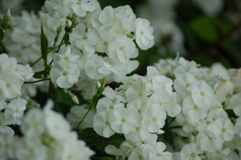 White Phlox Flowers — Calm