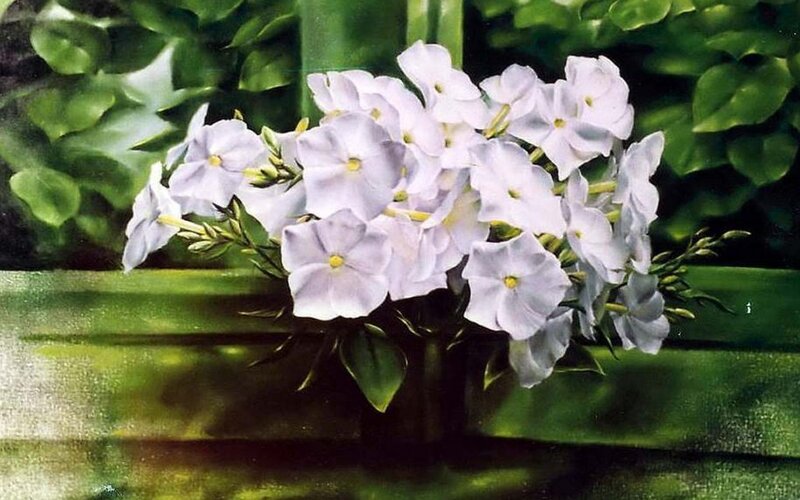 White Phlox Flowers — Green
