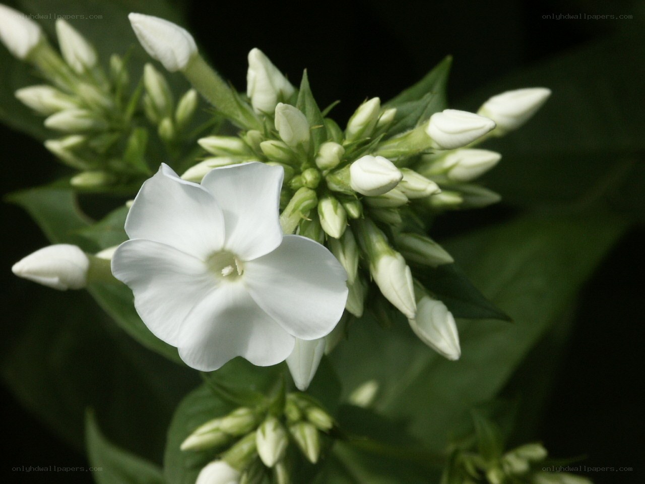 White phlox flowers in bloom