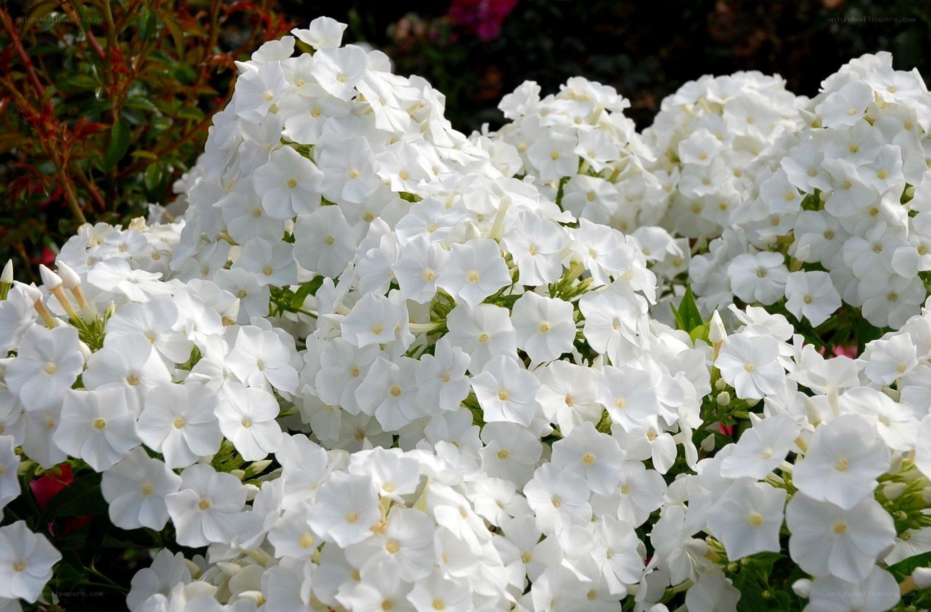 White phlox flowers in bloom
