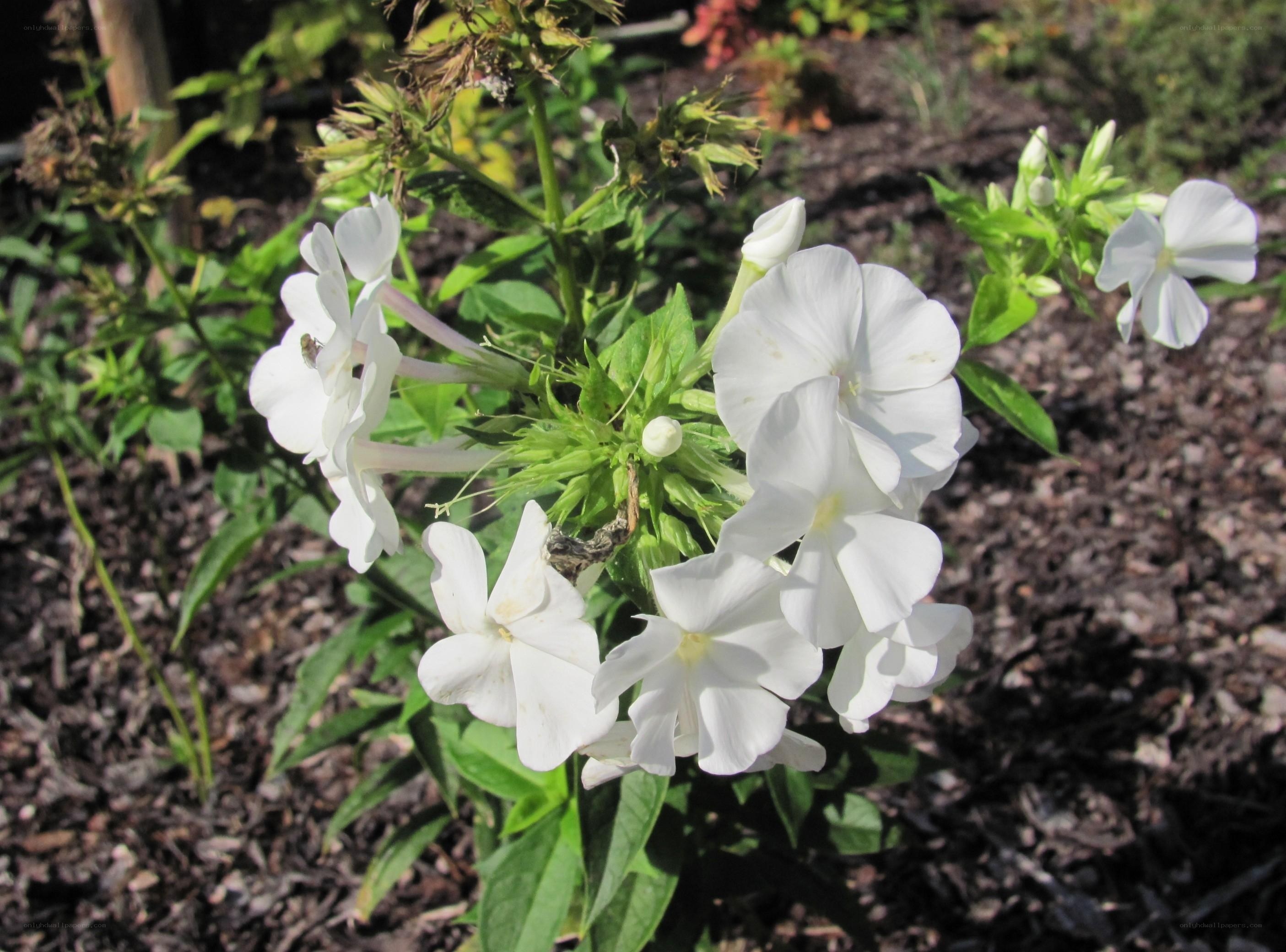 white phlox flowers in garden