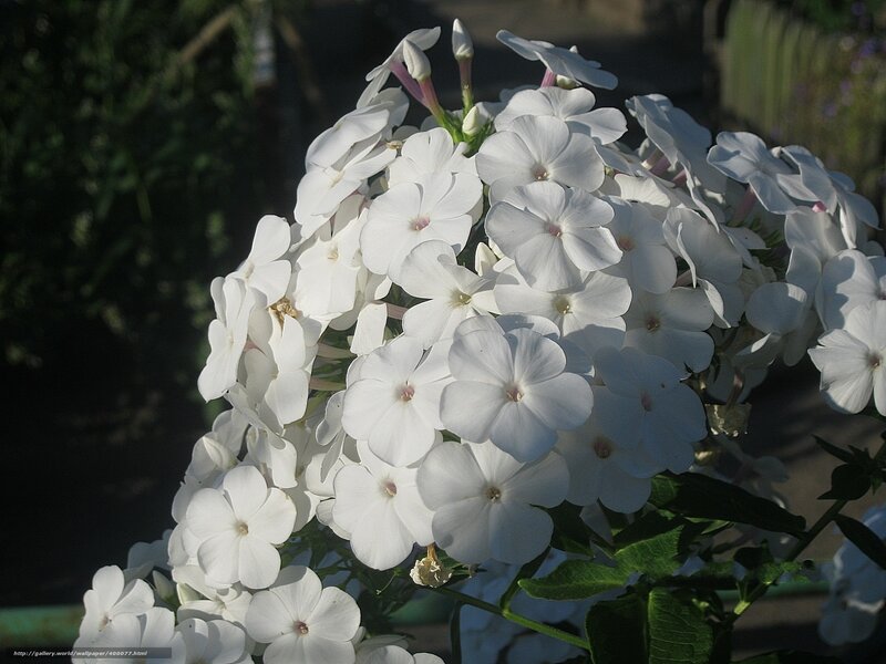 White phlox flowers in sunlight