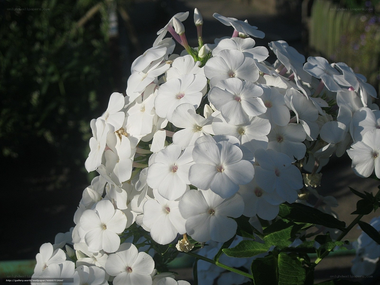 White phlox flowers in sunlight