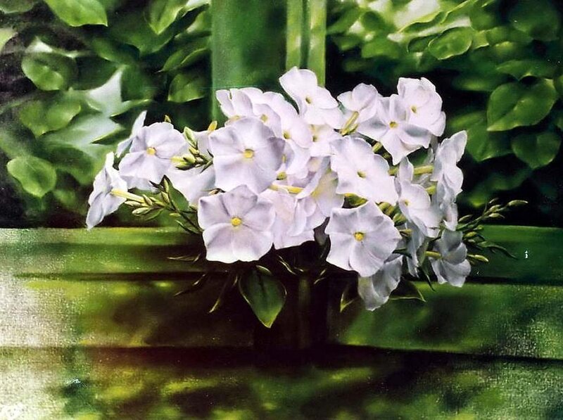 White Phlox Flowers — Serene