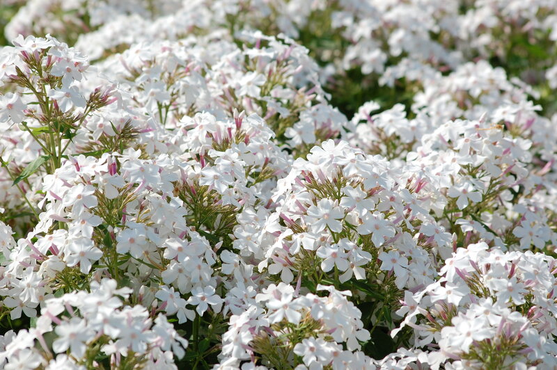 White Phlox Flowers