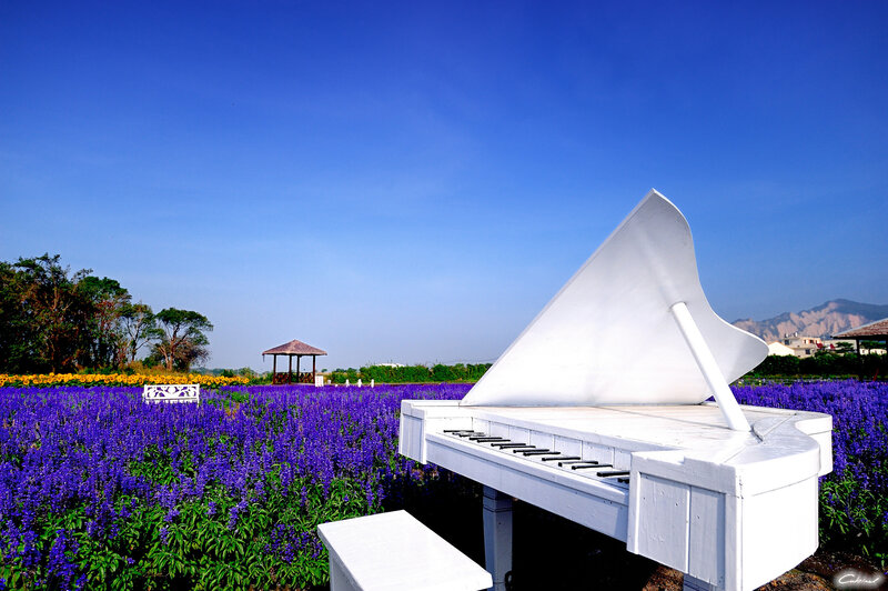 White Piano in Flower Field