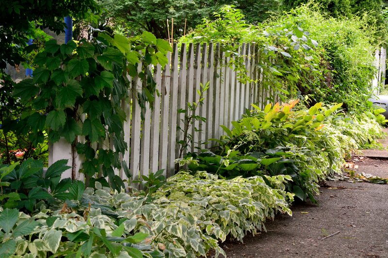 White Picket Fence Garden — Green, Serene