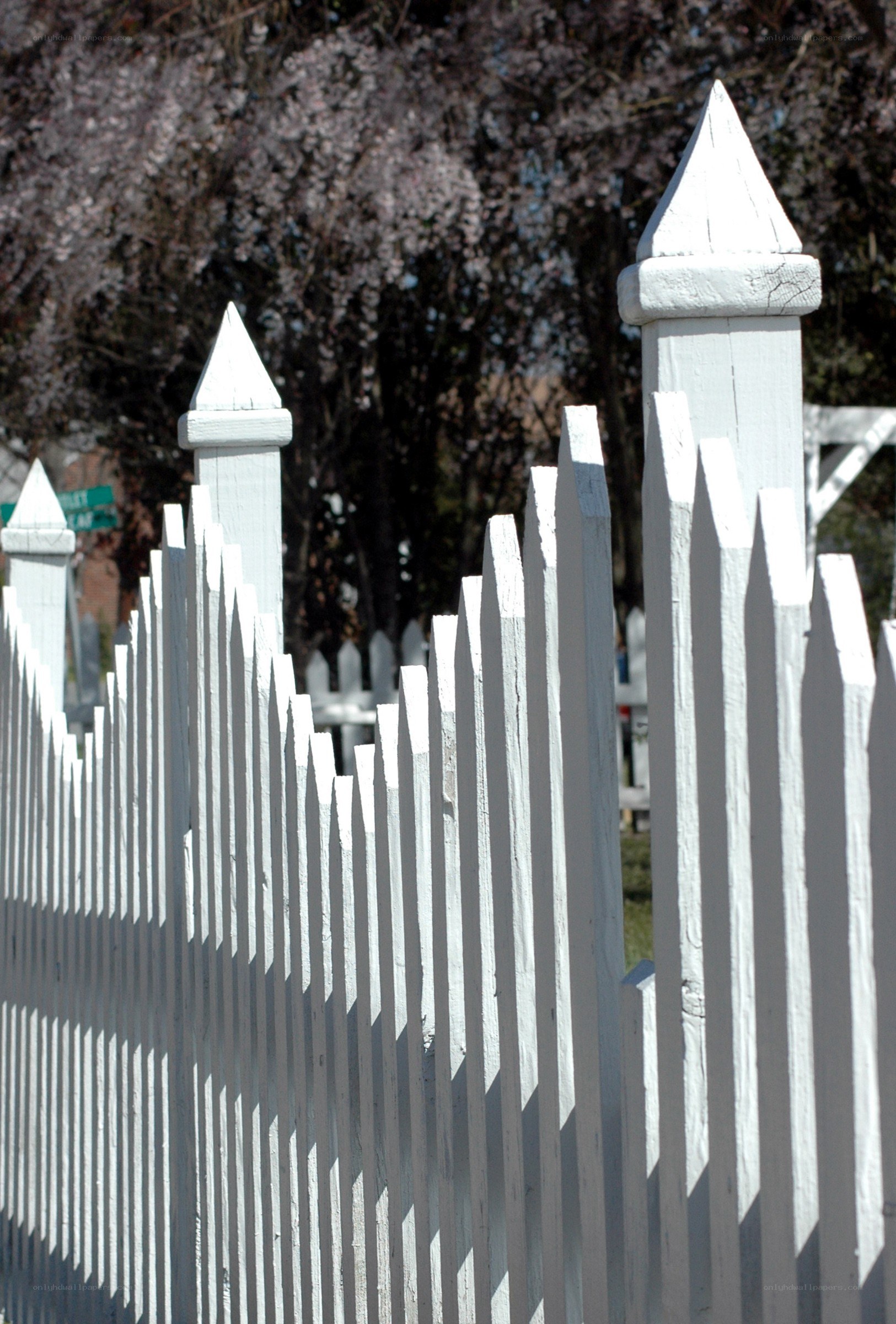 white picket fence with cherry blossoms