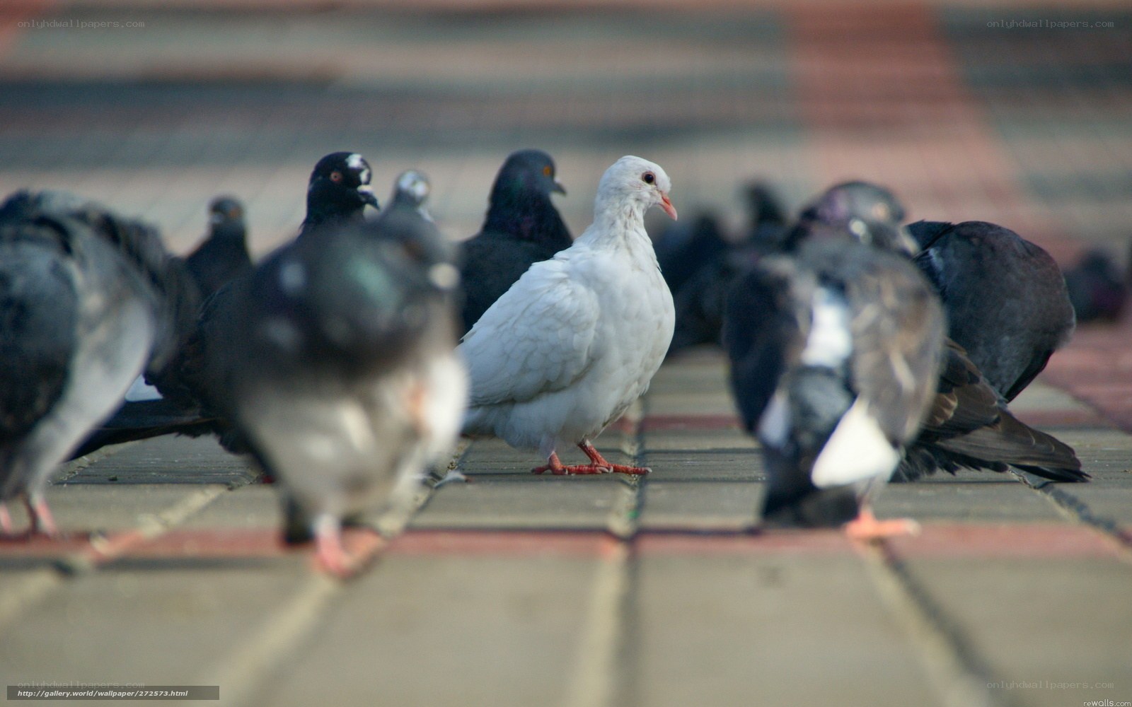 white pigeon among black pigeons