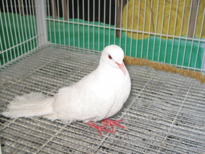 white pigeon in a cage