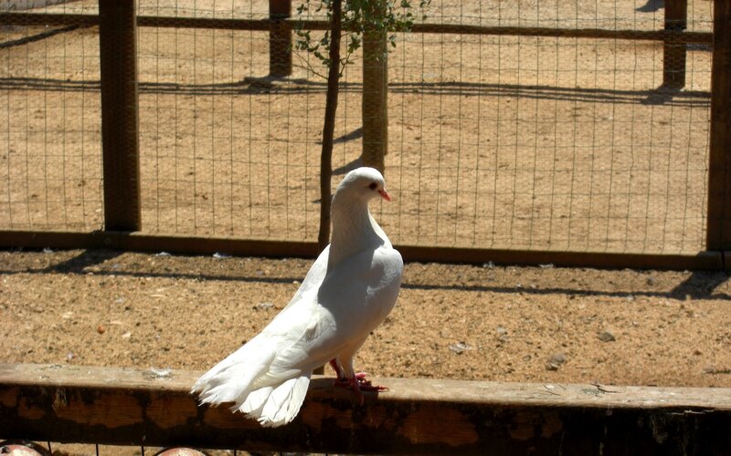 White pigeon on a wooden beam