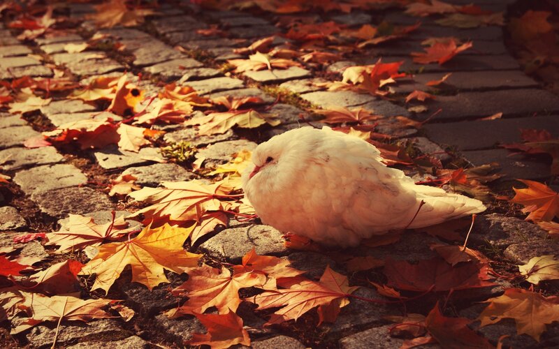 White pigeon on autumn leaves