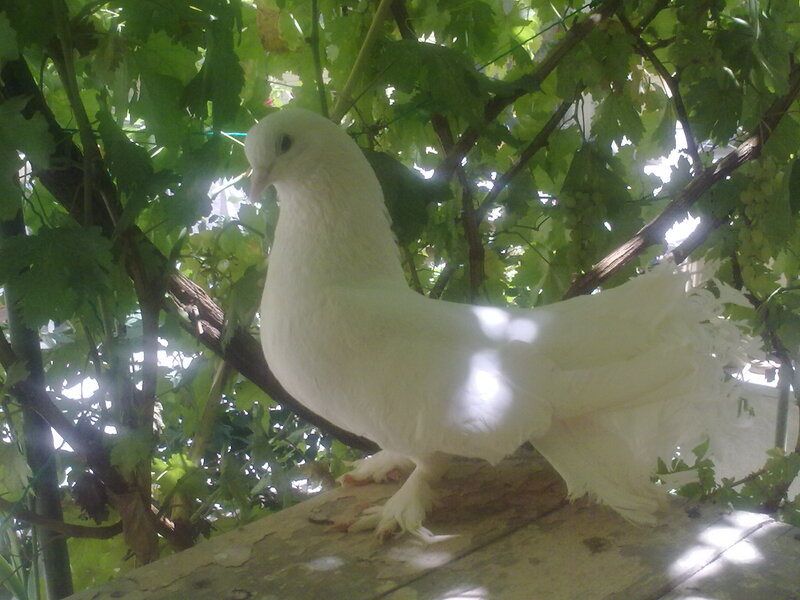 White Pigeon on Branch — Serene