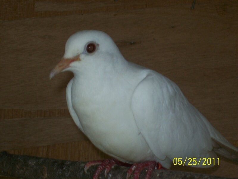 White Pigeon on Branch