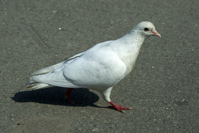 White Pigeon on Pavement