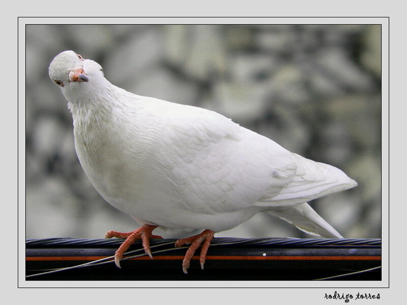 White Pigeon on Wire