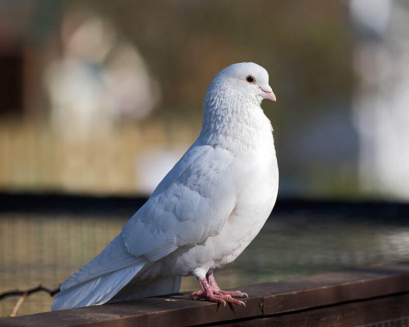 White Pigeon on Wood
