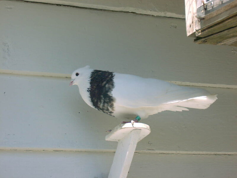 White Pigeon with Black Neck