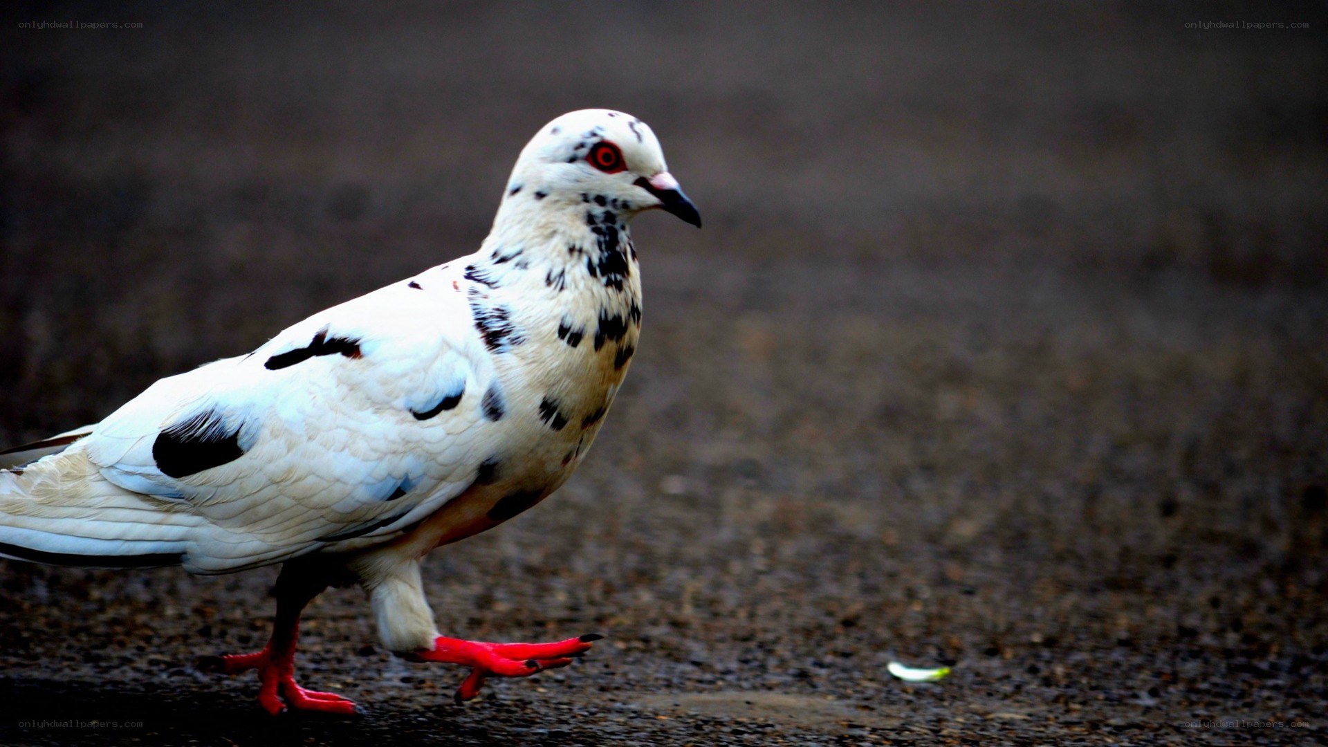 white pigeon with black spots