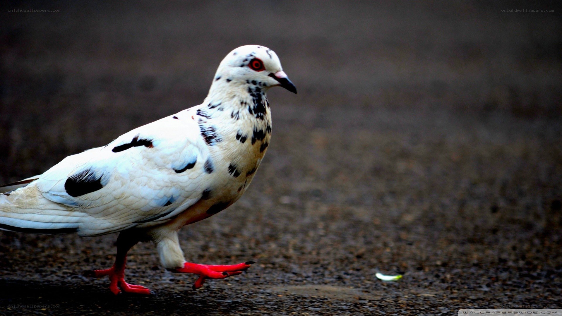 white pigeon with black spots
