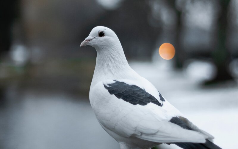 White Pigeon with Black Wings