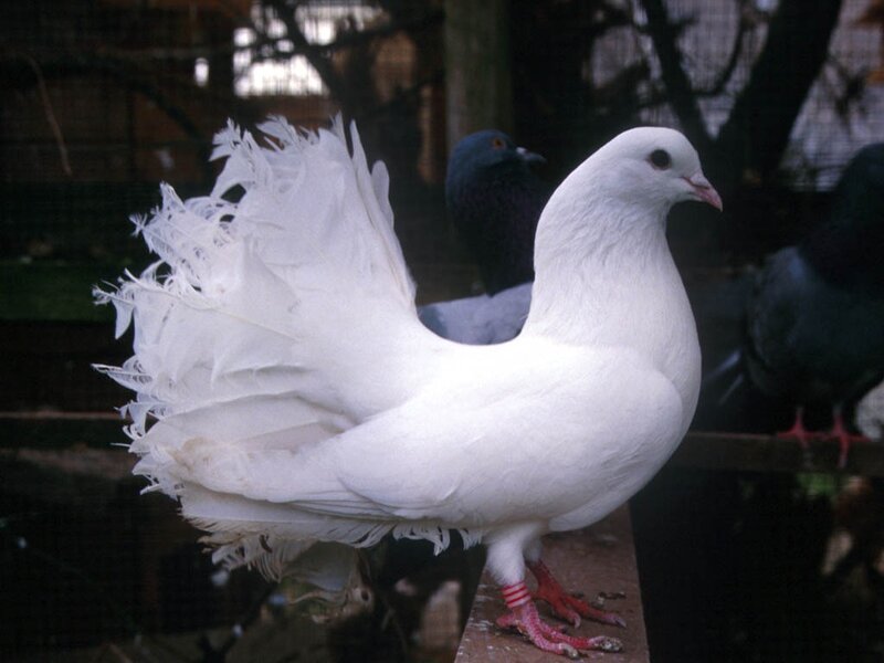 White Pigeon with Fan Tail — Calm
