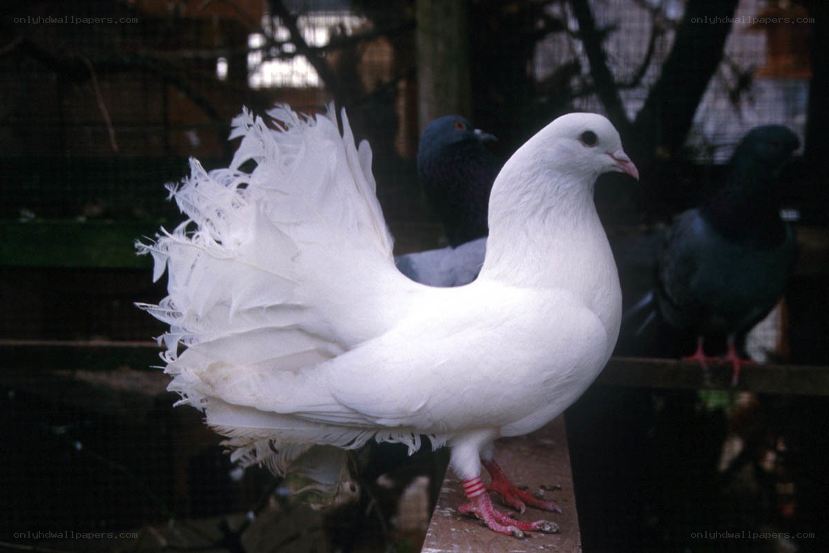white pigeon with fan tail