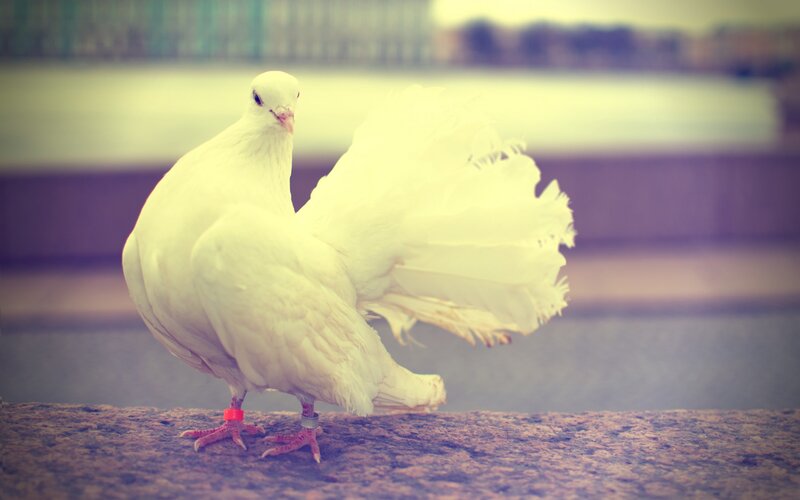 White pigeon with fanned tail