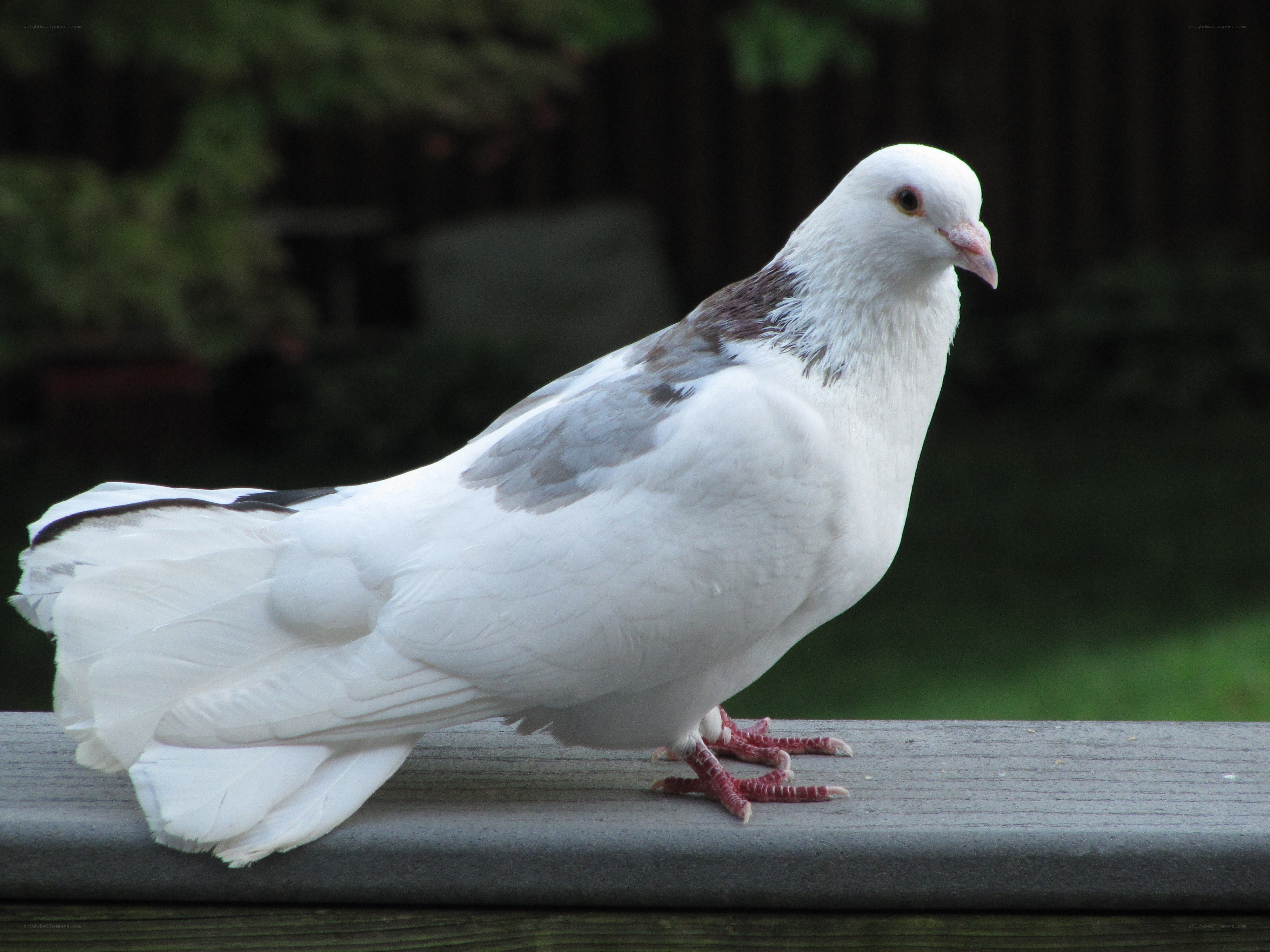 white pigeon with gray wings