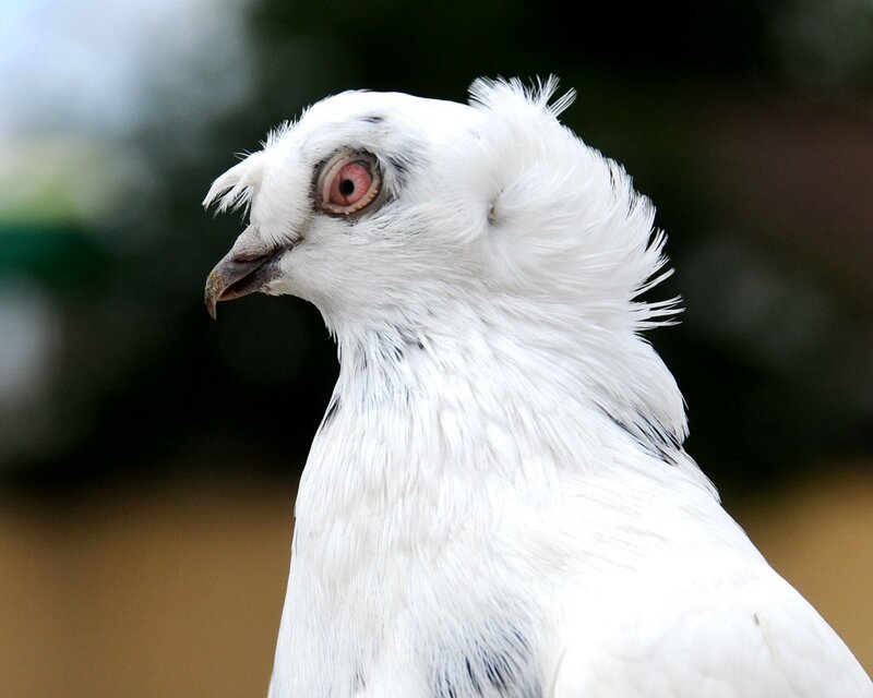 White Pigeon with Red Eye