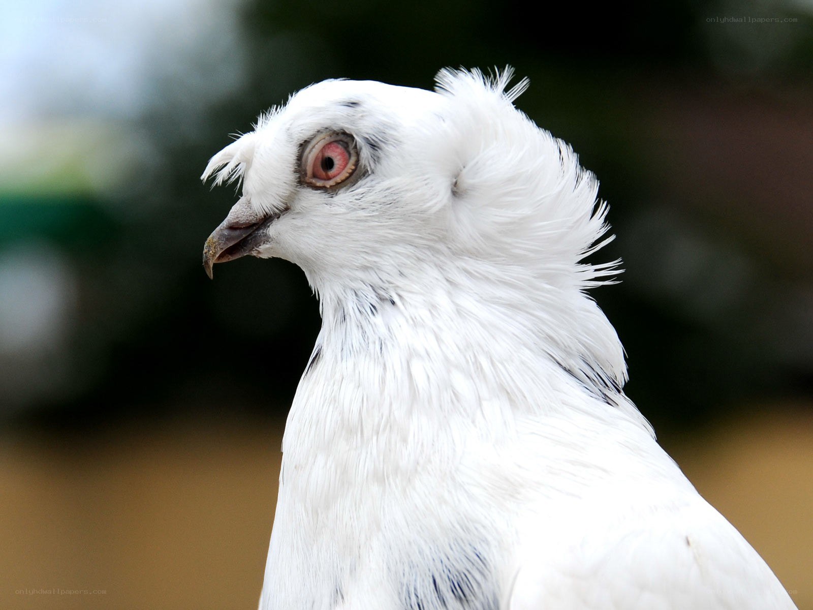 white pigeon with red eyes