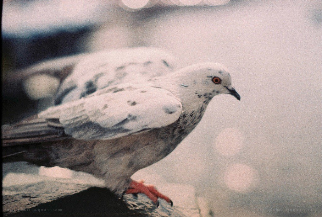 white pigeon with speckled feathers