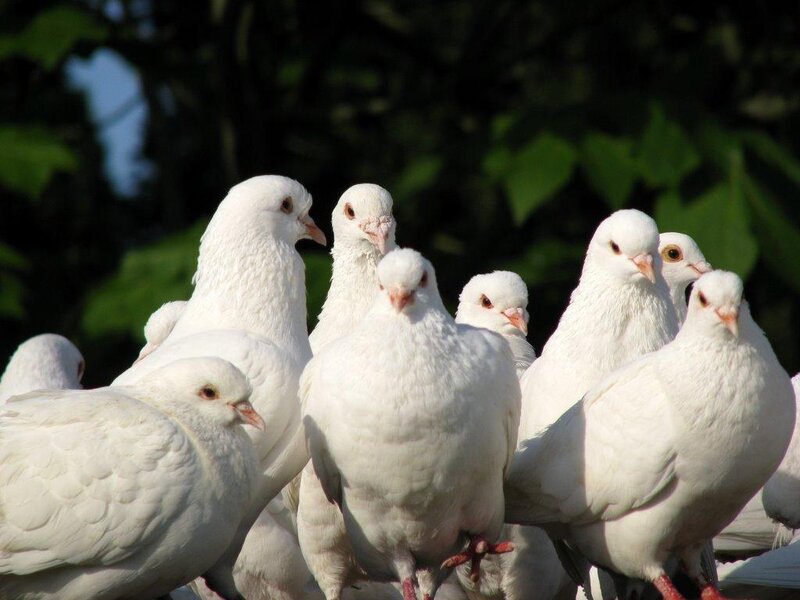 white pigeons in a group