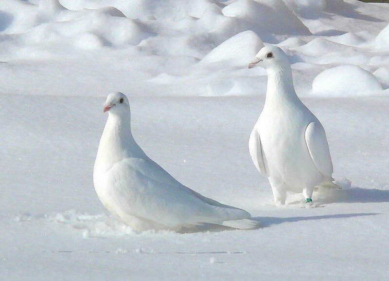 White pigeons in the snow