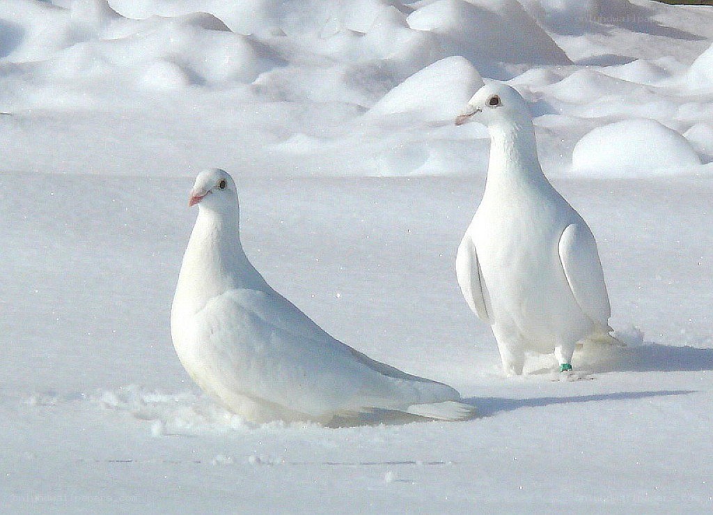 White pigeons in the snow