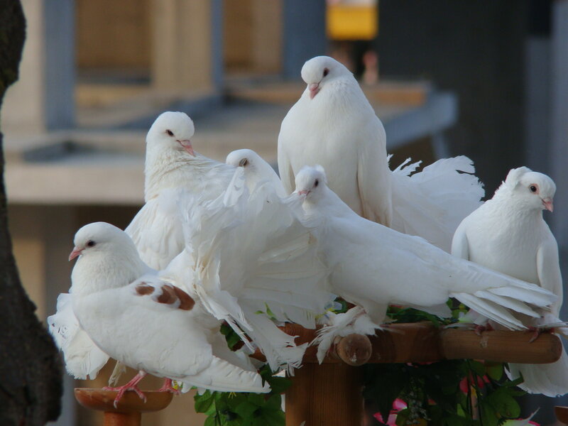 White pigeons on a perch